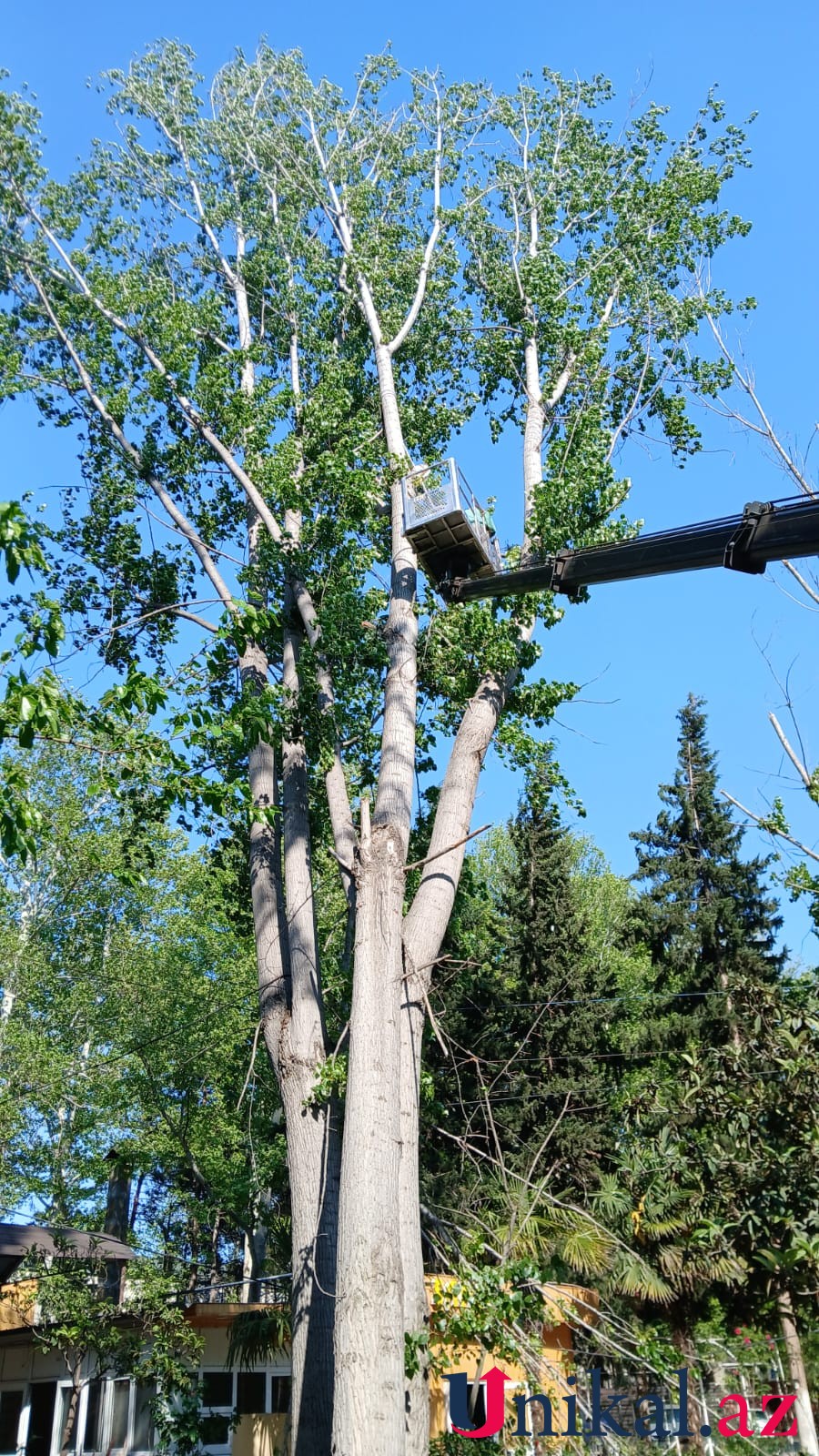 Mingəçevirdə külək ağacları aşırdı - FOTOLAR